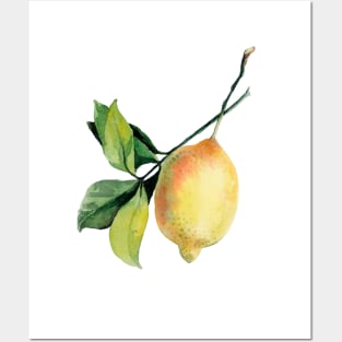 Branch of lemons with leaves Posters and Art